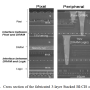 cross_section_3-layer_stacked_bi-cis_chip.png